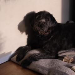 Bodhi Smuga