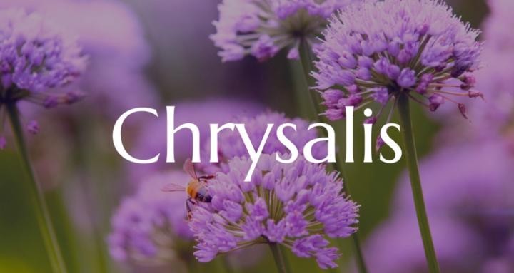 Dr. Amy's Chrysalis