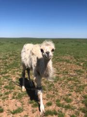 Selenge Kholtsontsetseg