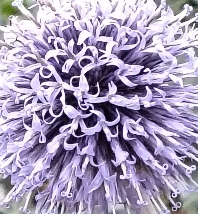 Jessica Van Cappellen