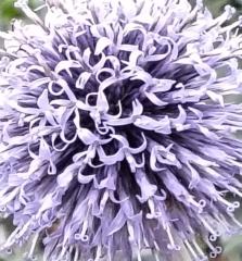 Jessica Van Cappellen