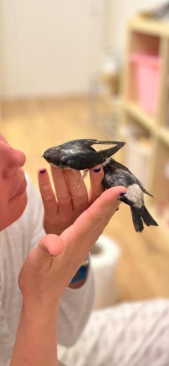 María García Anguix