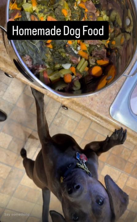 🐶 Wholesome Homemade Dog Food Recipe 🥩🥦