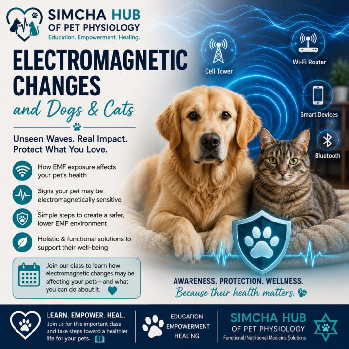 Sunday Class Spotlight: Electromagnetic Changes & Dogs and Cats