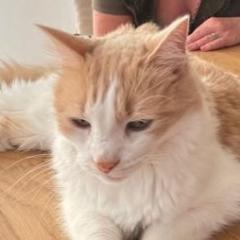 Damaris Gascon Moreno