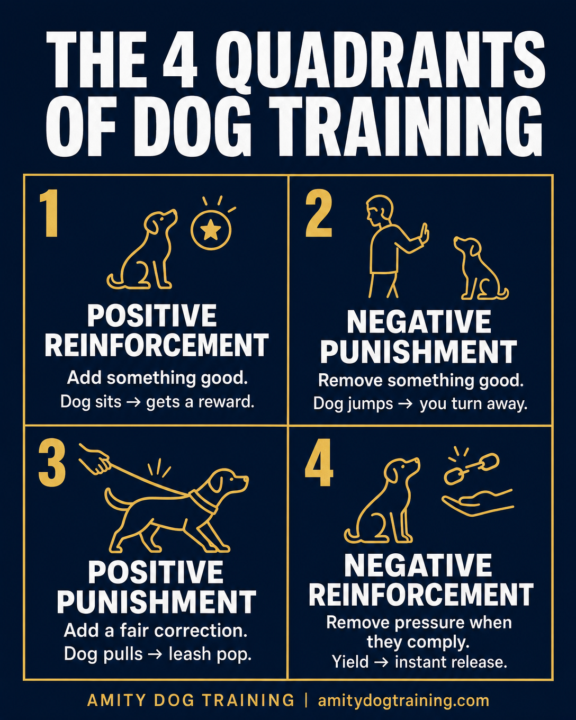 The science of how dogs actually learn (most trainers only teach you half of this) 🧠