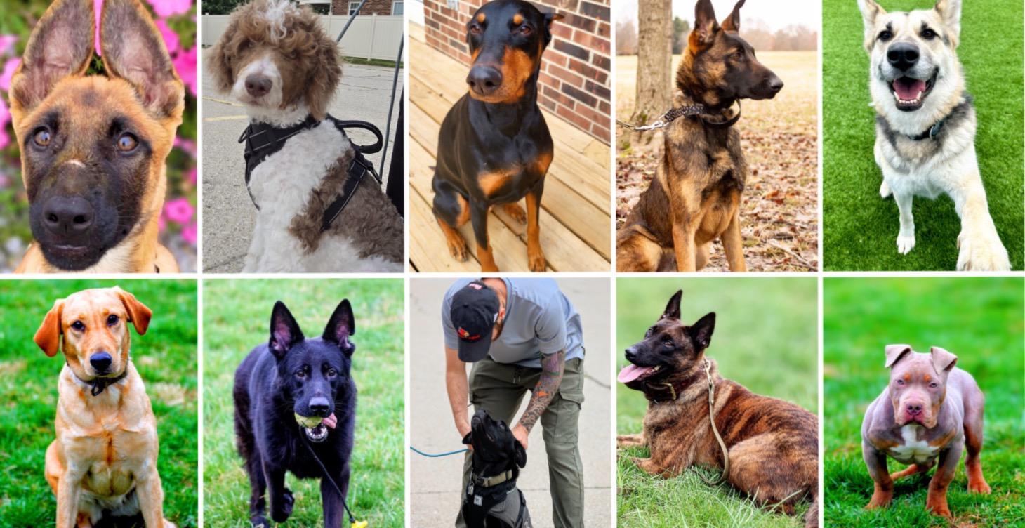 Dog Training Guidance with Chris