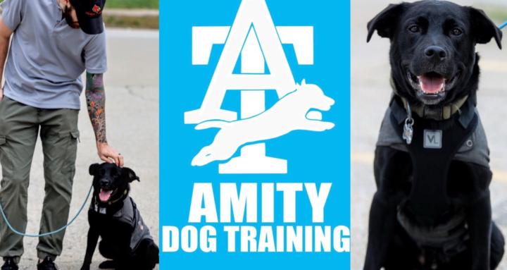 Amity Dog Training