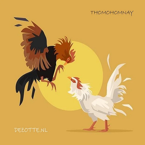 Thomohomnay Trực tiếp đá gà