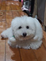 Ting yu Chou