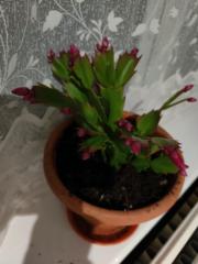 Crina Vlasceanu