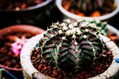 Kalthita Singhtothitidech