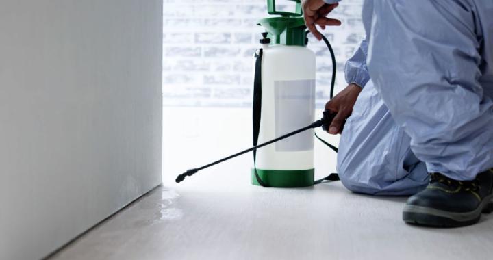 Termite Removal Triangle, VA | Call (888) 584-8783