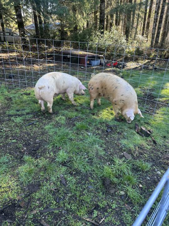 When we find the right place for livestock, it’s a truly good feeling.