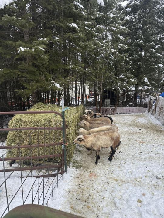 Warm winter parasites 