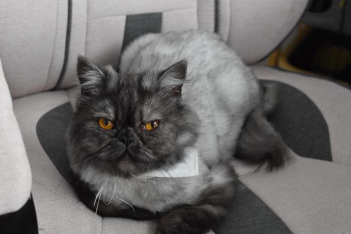 Gatos Davila