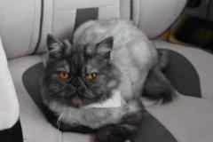 Gatos Davila