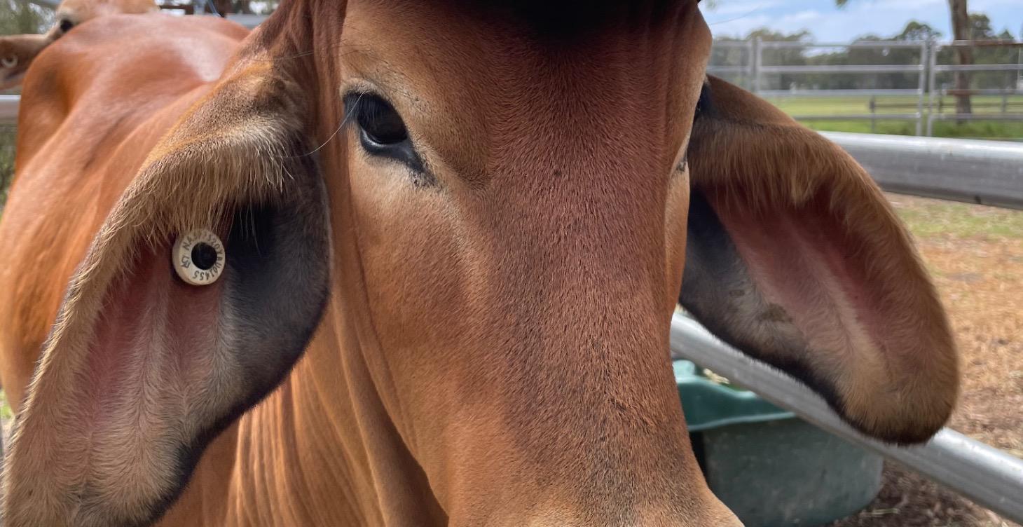 Cattle handling