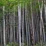 Tracey Little