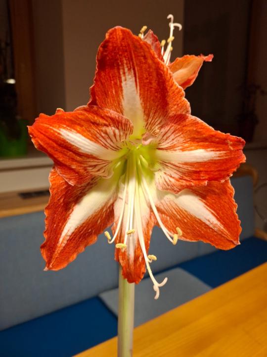 Leopoldine Riesinger