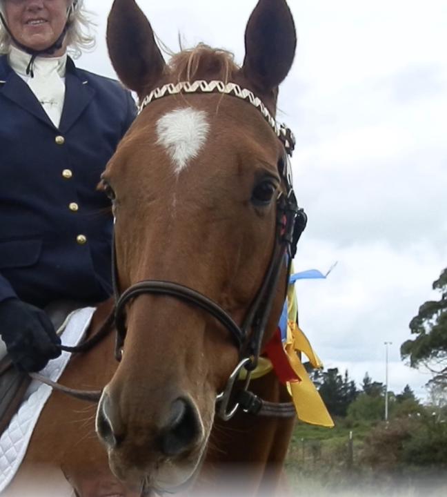 Sometimes the problem isn’t the Horse 