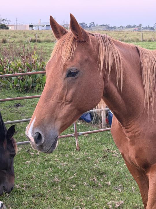 Why Your Horse Feels You Before You Feel Yourself