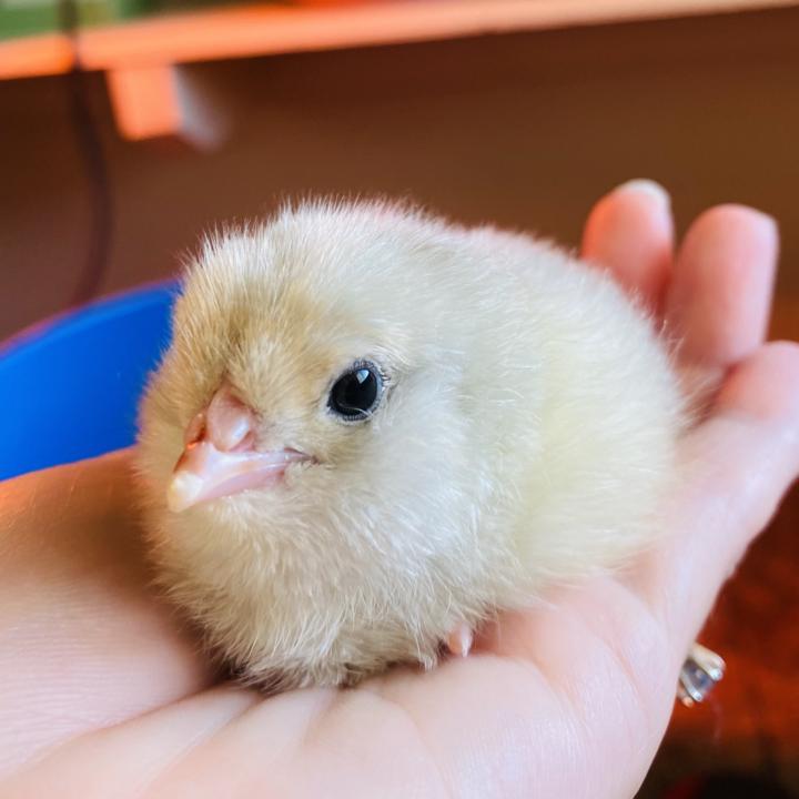 Lessons from Nature: Singing After Tragedy 🎶 