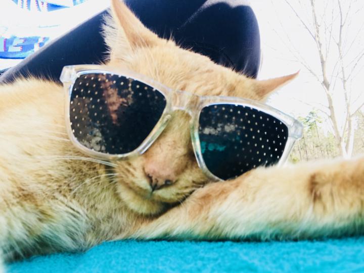 Let’s celebrate the pets (past and present) that have helped us keep a healthy mindset 😍🐾