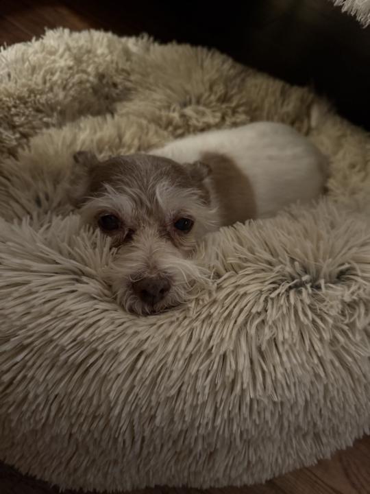 The Power of Giving Yourself to Something: Purpose as the Path to Joy