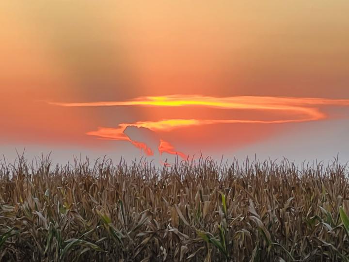 Sonic & Sunset