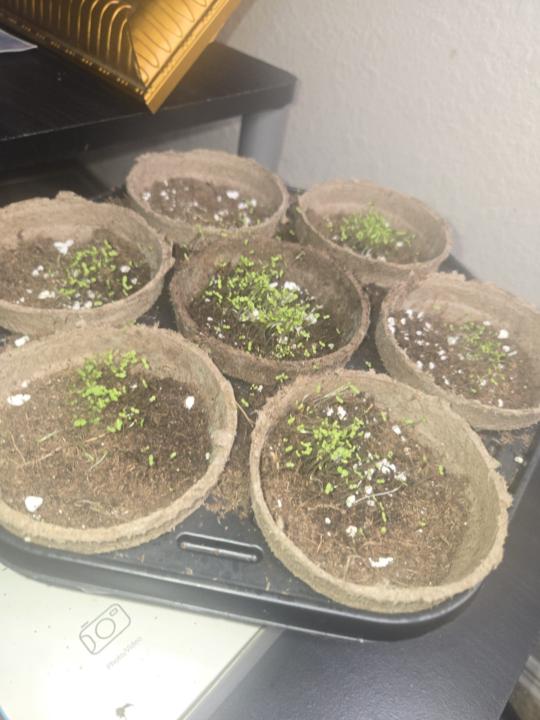 🌙 Growing My Own Mugwort: A Witch’s Medicine from the Ground Up