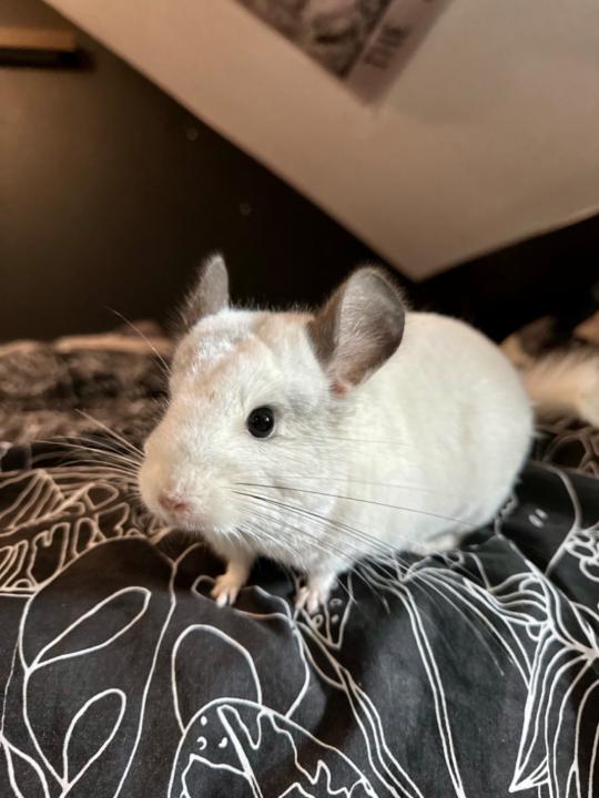 Barbora Stančeková