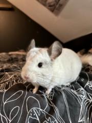 Barbora Stančeková