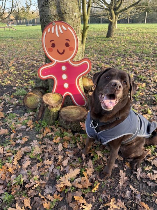 Birthday Celebrations