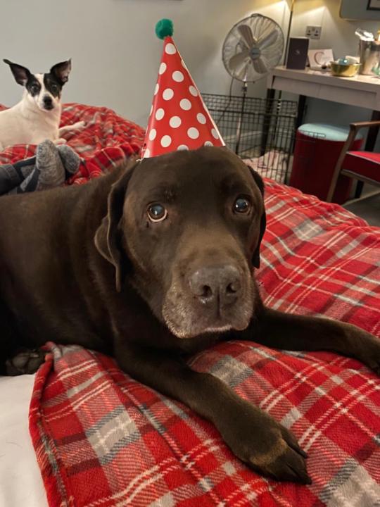 Birthday Celebrations