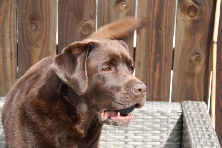 What are your plans today with your dog?