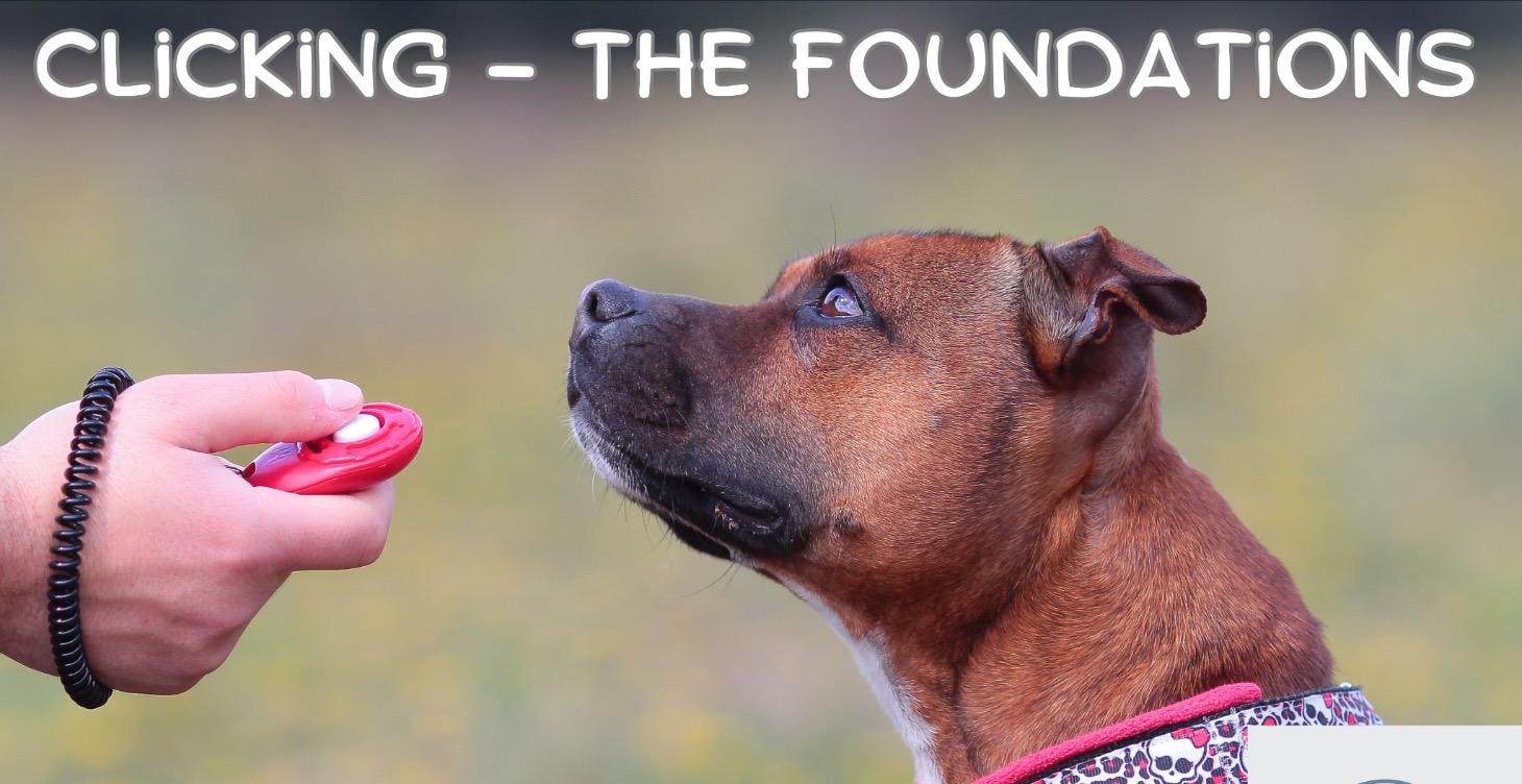 Clicker Training - The basics