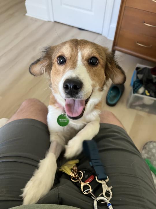 Dog