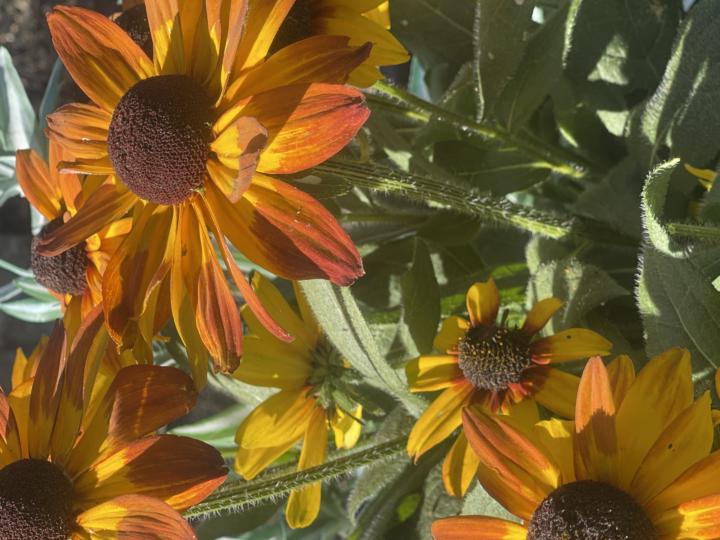 Fall Newsletter