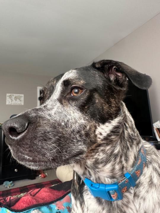 Christopher Showalter Jr