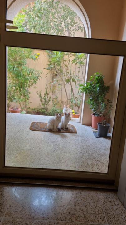 Hoda Alsibai