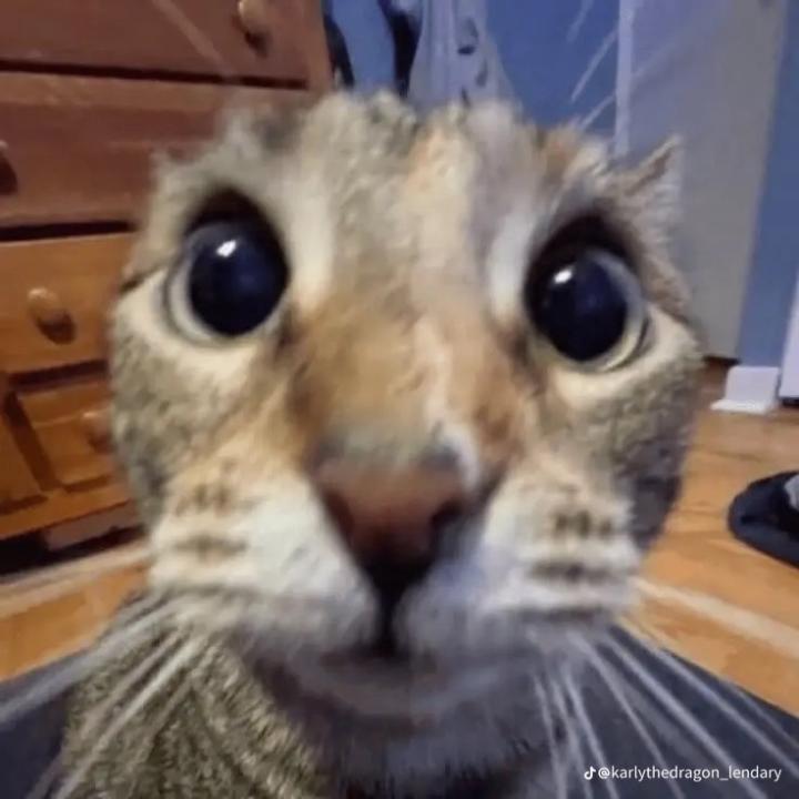 Fi B