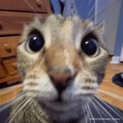 Fi B