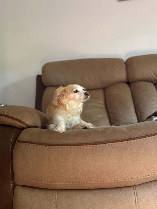 Nicole Alexandrovich