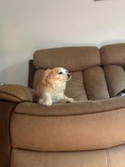 Nicole Alexandrovich