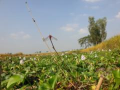 Muhammad Abdul Hannan