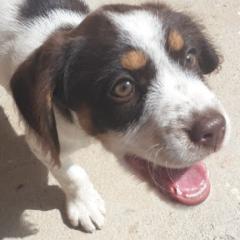 Frank Reynaldo Nina Cortez