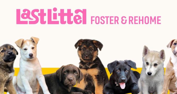 Last Litter Rescue