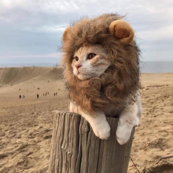 連 凱