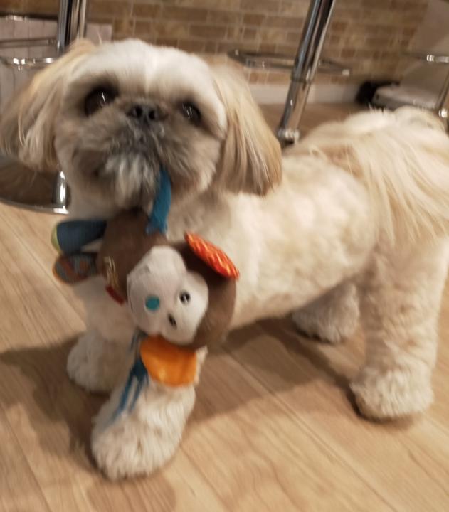 🐾 What’s Your Pet’s Favorite Toy? 🥎🧶